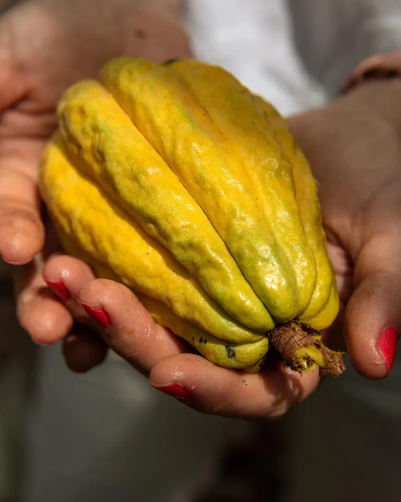 heritage cacao by Cardenas Ecuador Chocolate